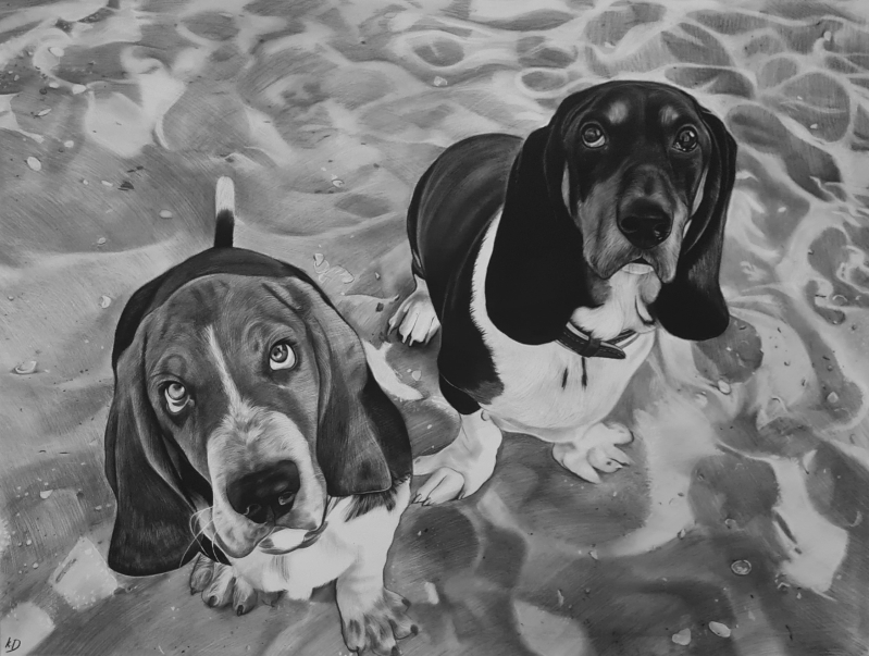 Black and white drawing of two basset hounds on the beach.
