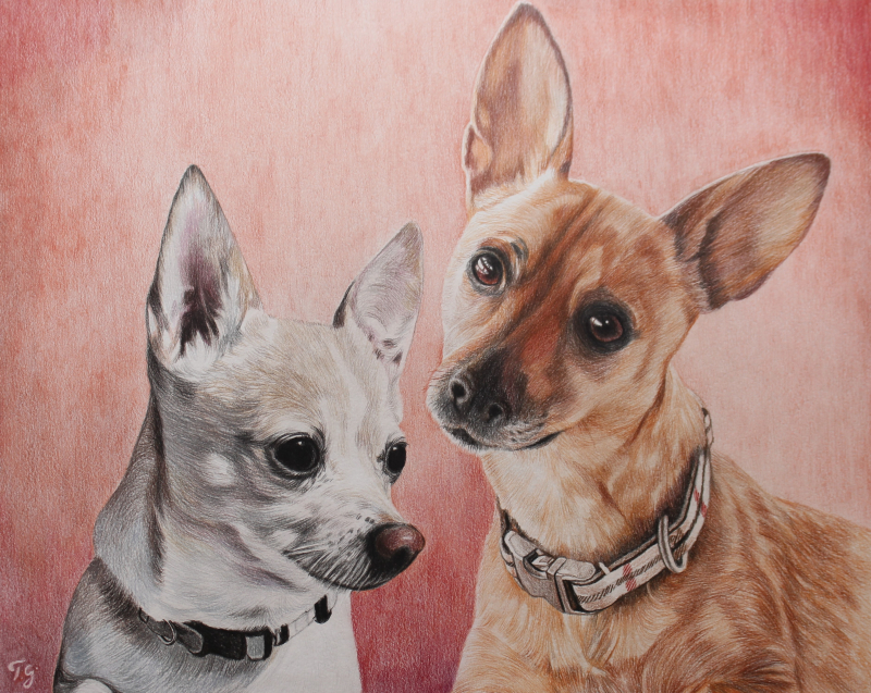 Colored pencil drawing of two Chihuahuas wearing collars.