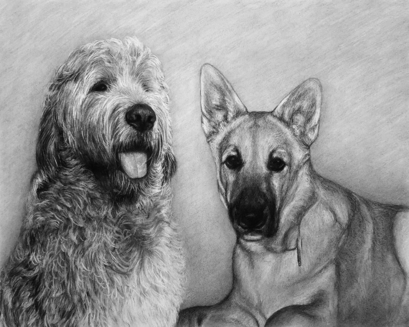 Black and white drawing of a Goldendoodle and a German Shepherd.