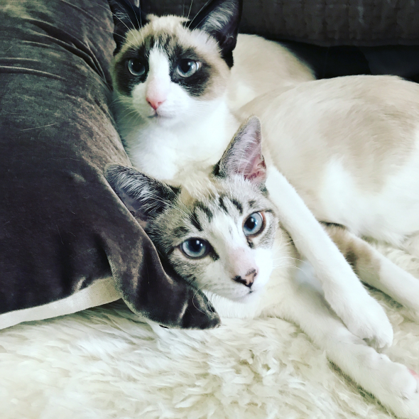 an oil painting of two black and white cats with blue eyes