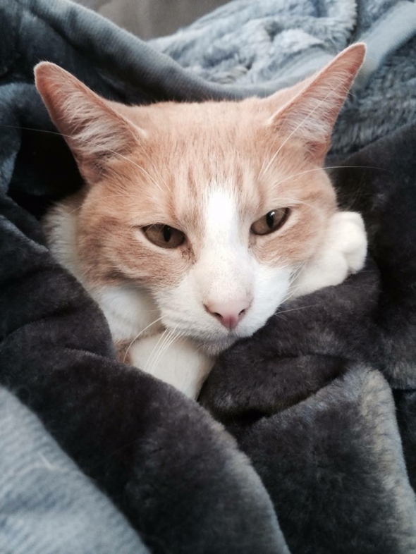 an oil painting of a ginger cat