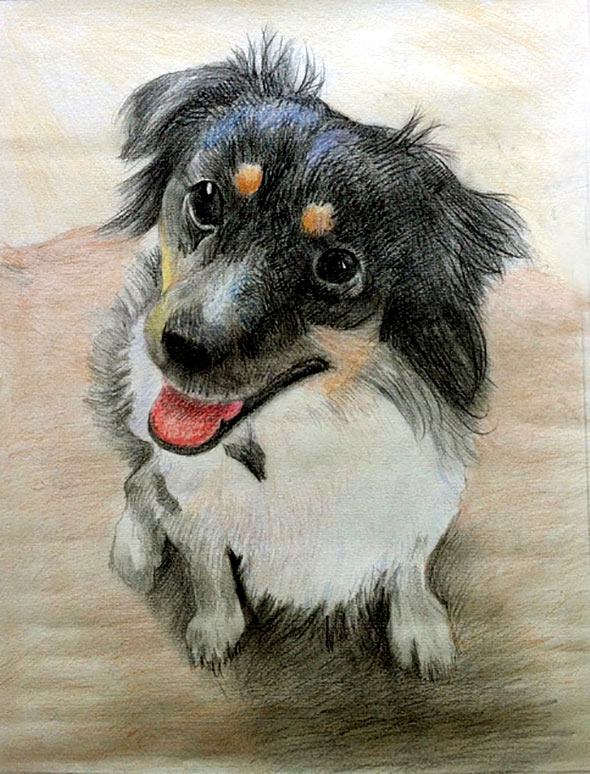 dog portrait in color pencil