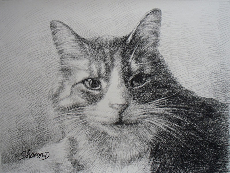 drawing of a cat