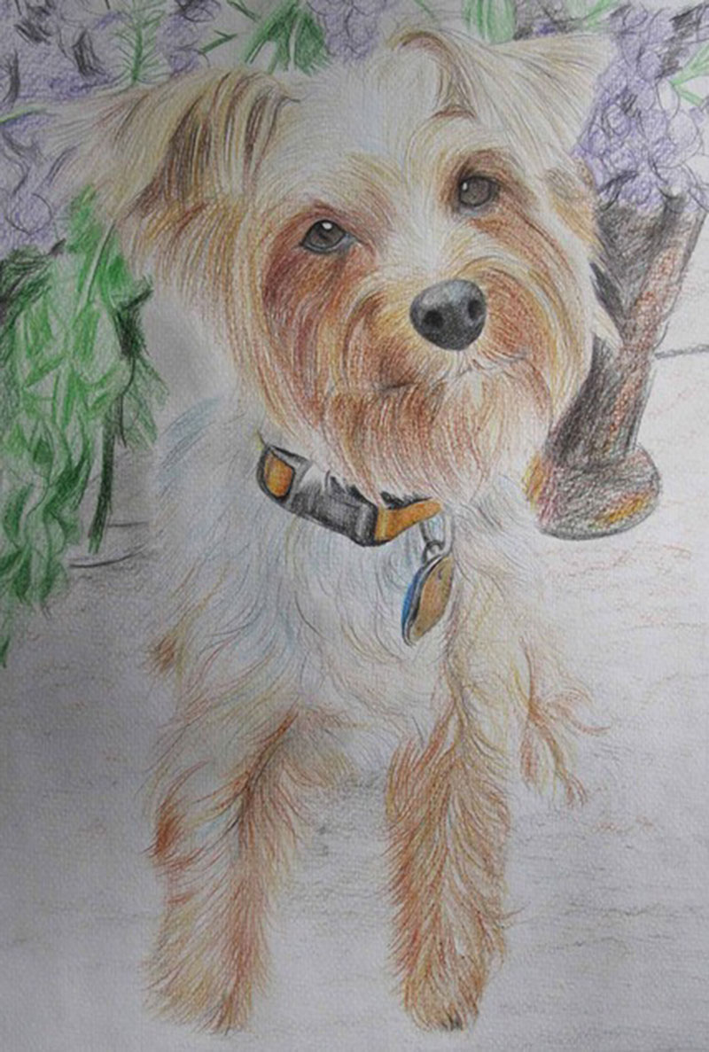 custom colored pencil drawing of a Yorkshire Terrier