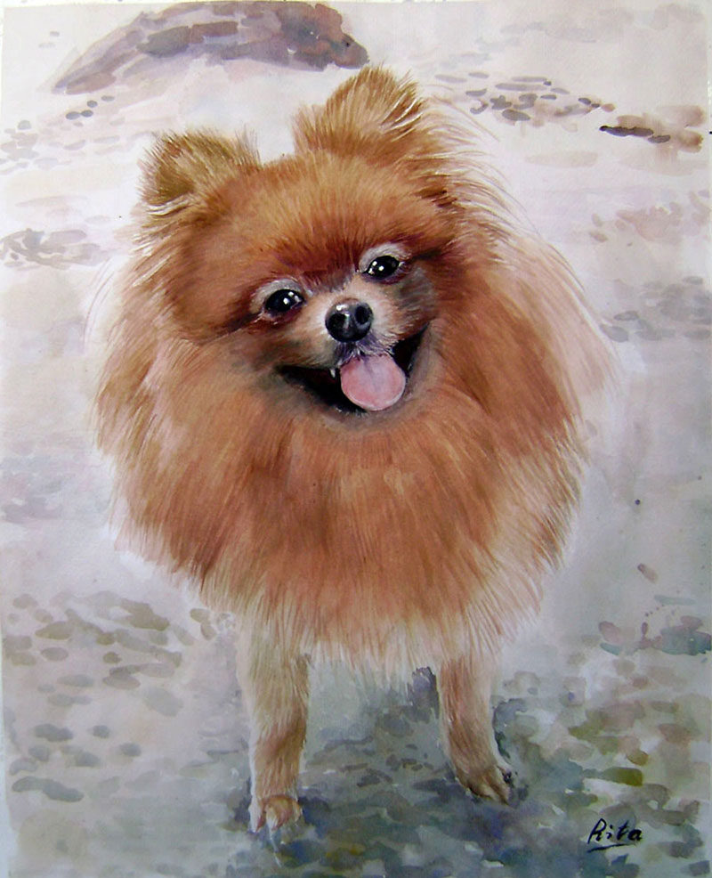 custom watercolor painting of brown pomeranian