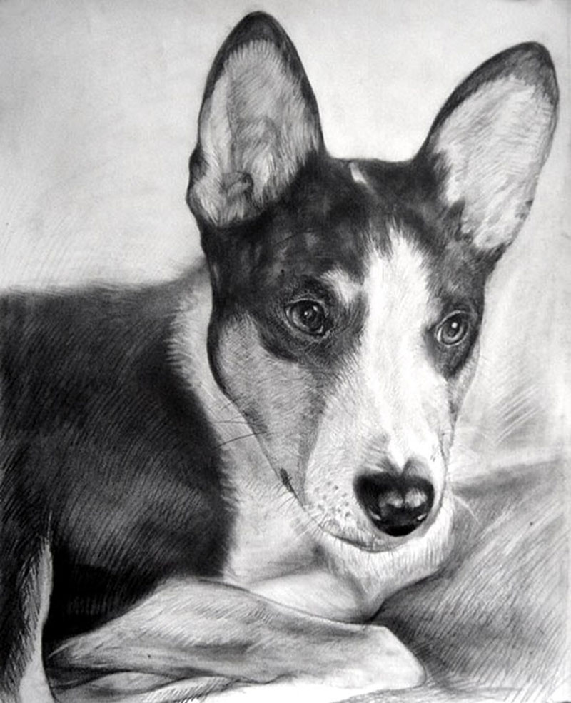cane matita bianco e nero ritratto da foto