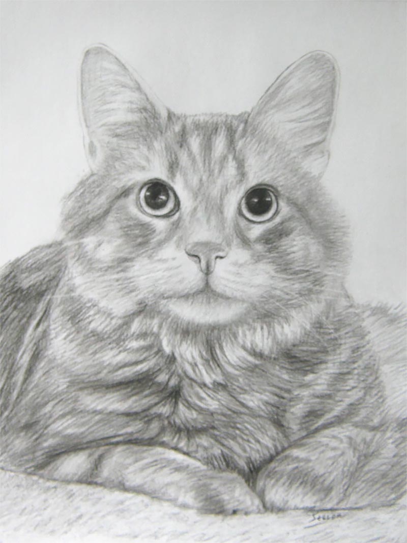 Katzenportraits auf Leinwand