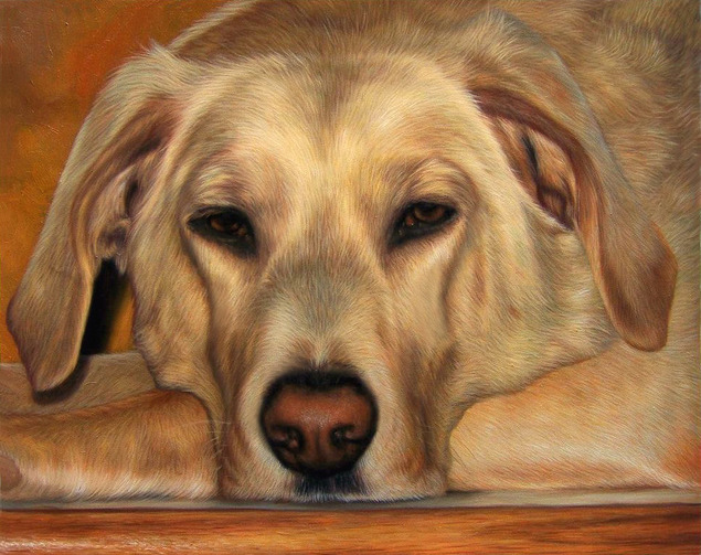 beautiful dog portrait