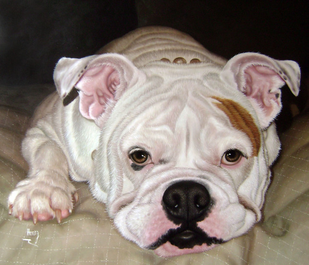 picture to oil painting of pet white Bulldog 