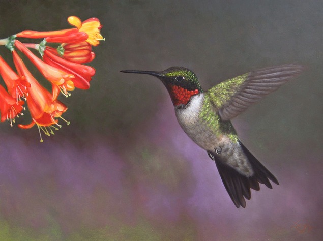 Hummingbird hovering near orange trumpet-shaped flowers.