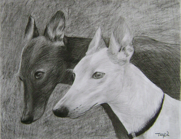 Pencil sketch of two whippets, one dark and one light.