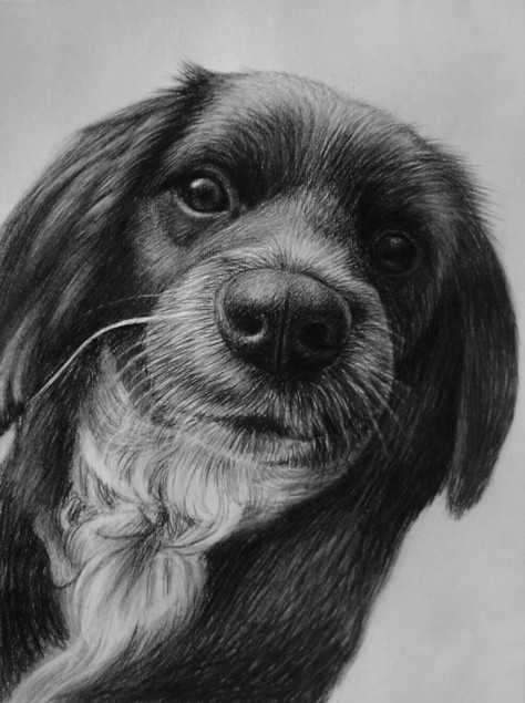 Carboncino da foto cane