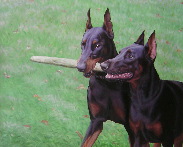 Two Doberman Pinschers playing with a stick in a grassy field.