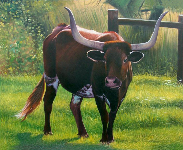 Texas longhorn cow in a field