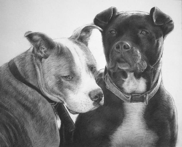 Black and white charcoal drawing of two pit bull-type dogs.