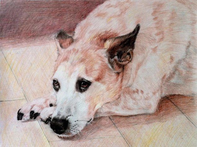 pet portraits - dog pencil sketch