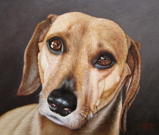 dog portrait cute pet