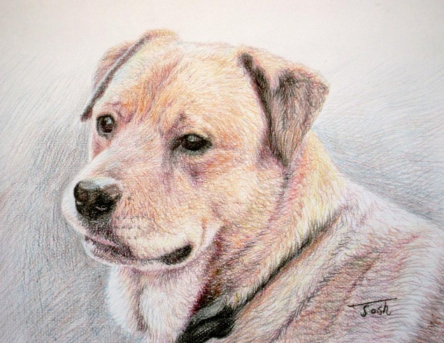dog portrait in pencil