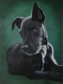 pittura cane