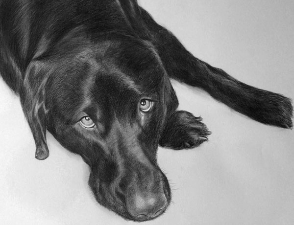pet charcoal drawing