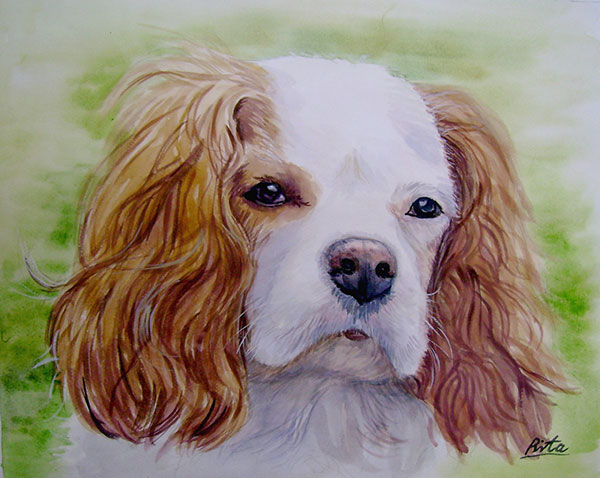 custom watercolor painting Cavalier King Charles Spaniel