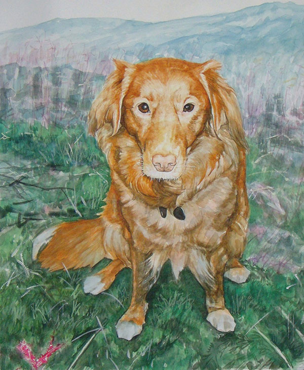 custom watercolor painting of Noca Scotia Duck Tolling dog