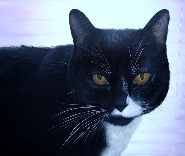 Custom oil handmade painting of tuxedo cat