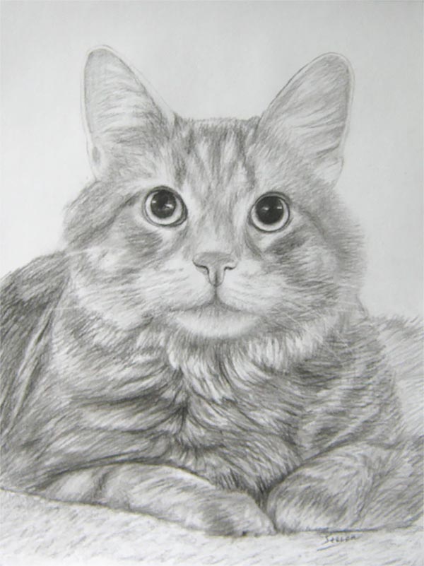 portraits de chats sur toile