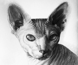 Custom Charcoal Pet Portraits